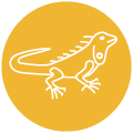Camp Homepage Gecko Image